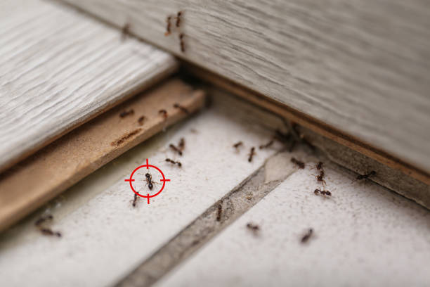 Best Local Pest Control Services  in Genoa, IL